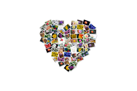 FigrCollage for Mac v3.3.7